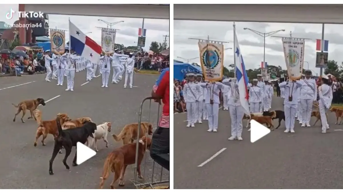 Perros-callejeros-interrumpen-presentación (3)