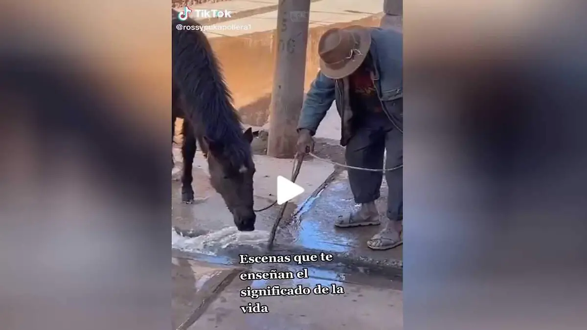 Caballo-bebe-agua (2)