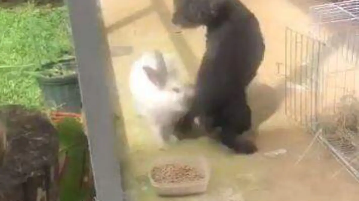 Conejo-y-Perro-se-pelean (1)