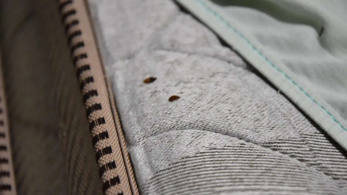 chinches-a-tú-casa (4)