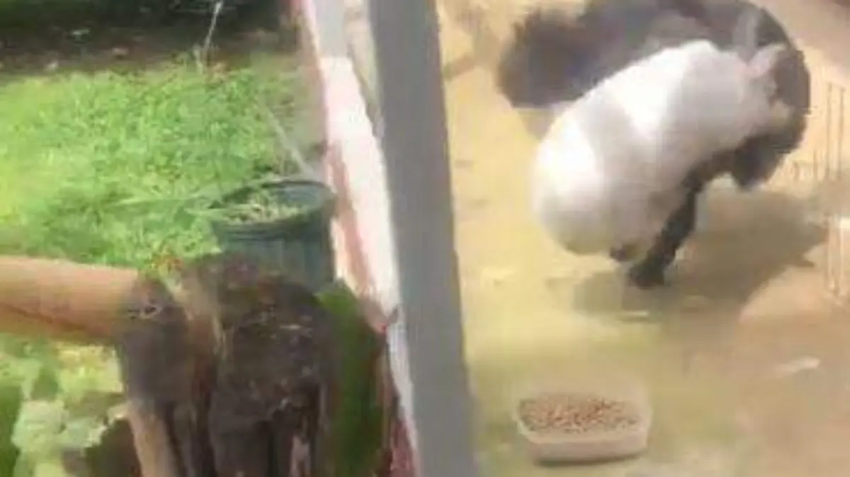 Conejo-y-Perro-se-pelean (3)