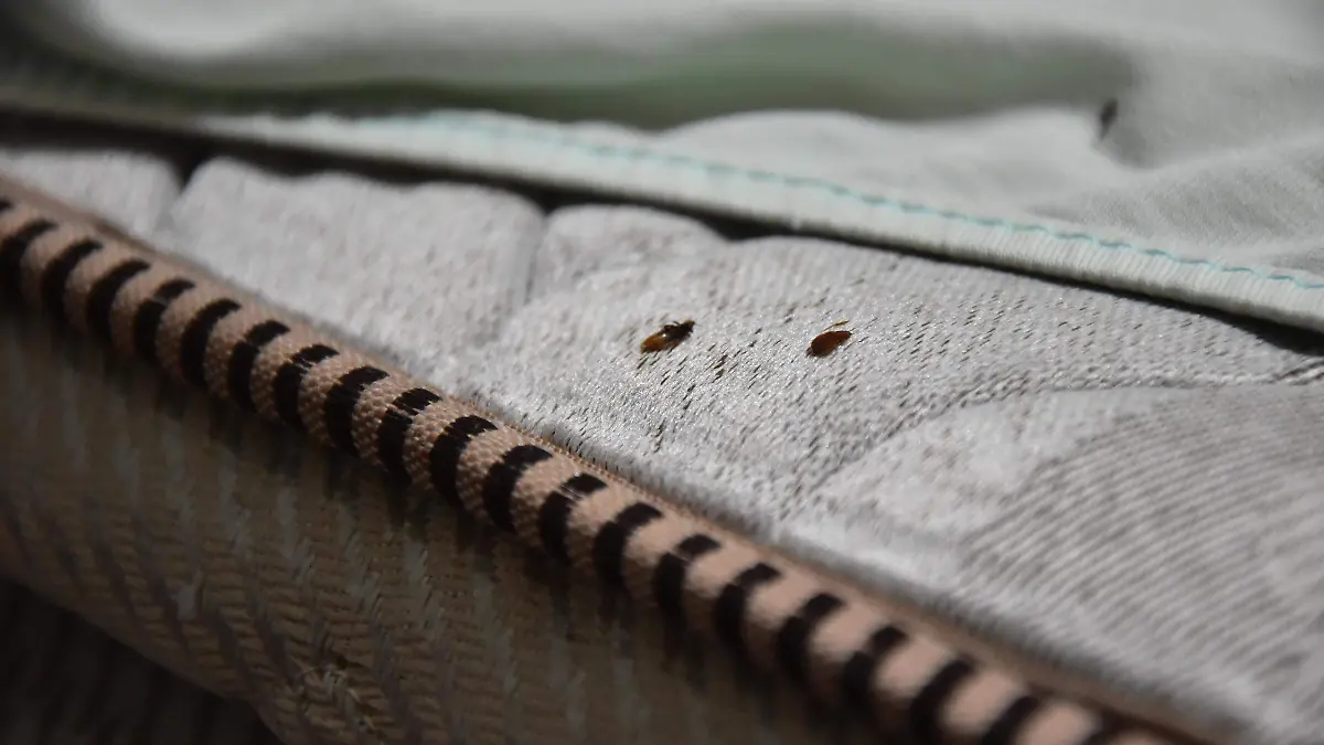 chinches-a-tú-casa (1)