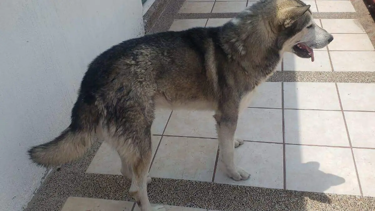 SSPL _ PERRO RESCATADO (2) (1)