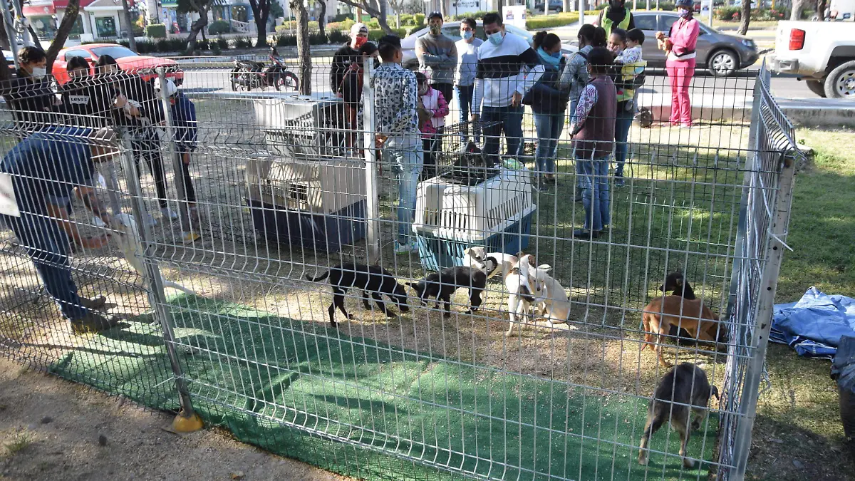 FCO CARMONA - PERROS