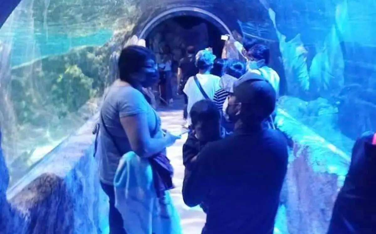 ACUARIO DE LEON -ESTRENARAN EXPOSICIÓN (3)