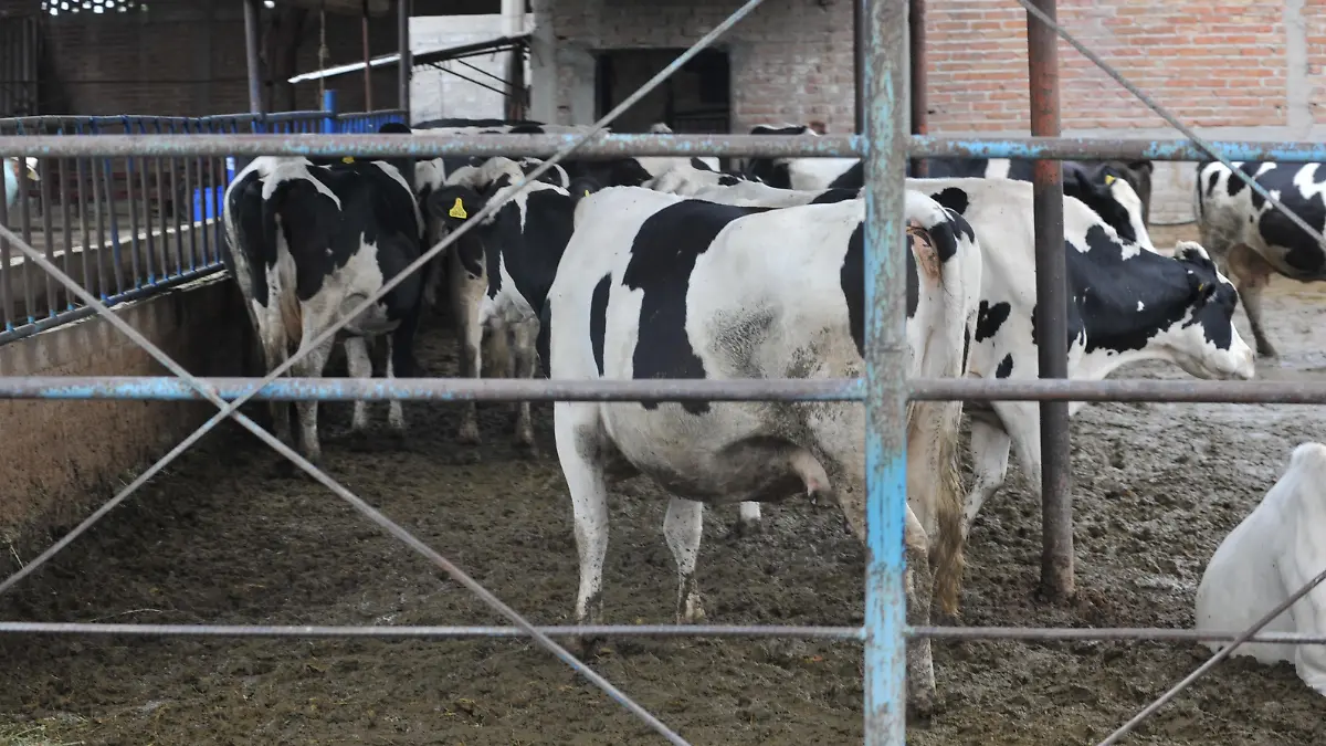 animal (2)