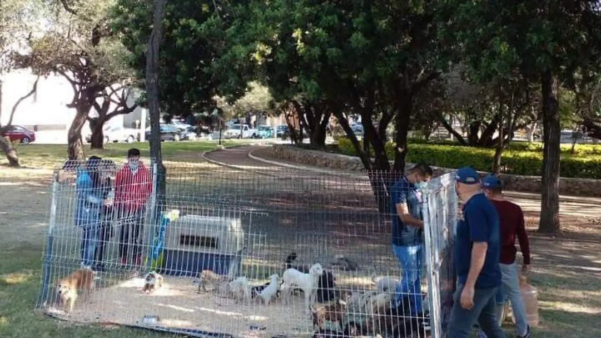 E.CAMACHO - ADOPTÓN 5