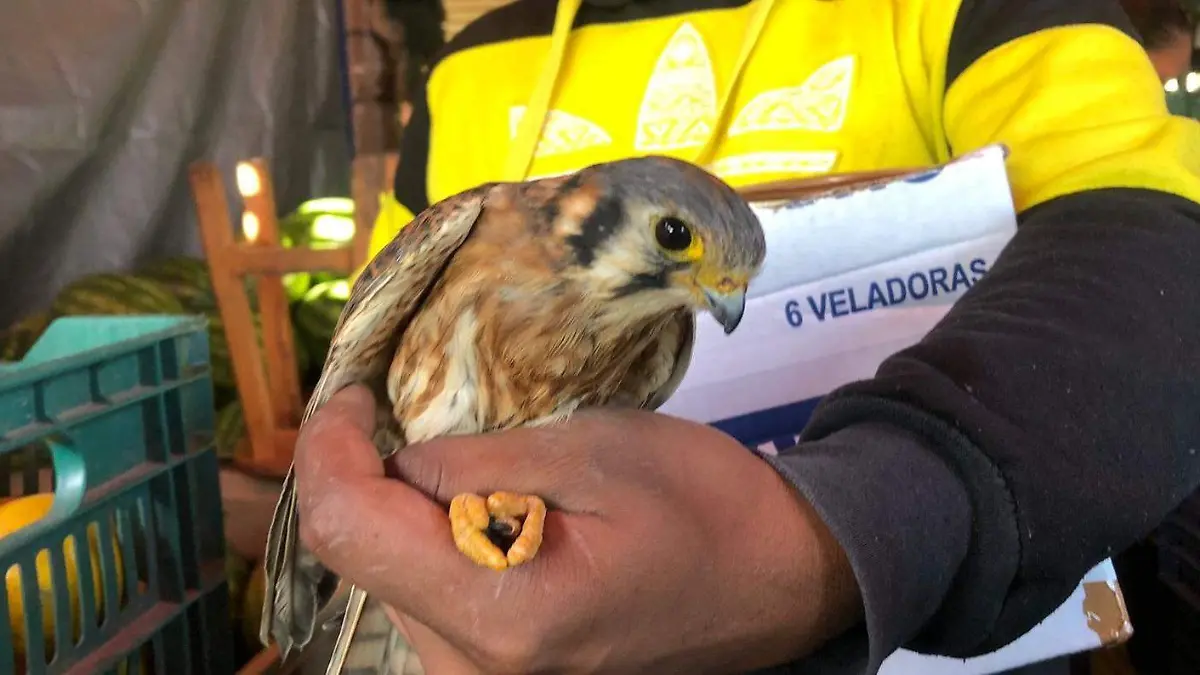 FOTOS COTESIA - ANIMALES DELITO  (1)