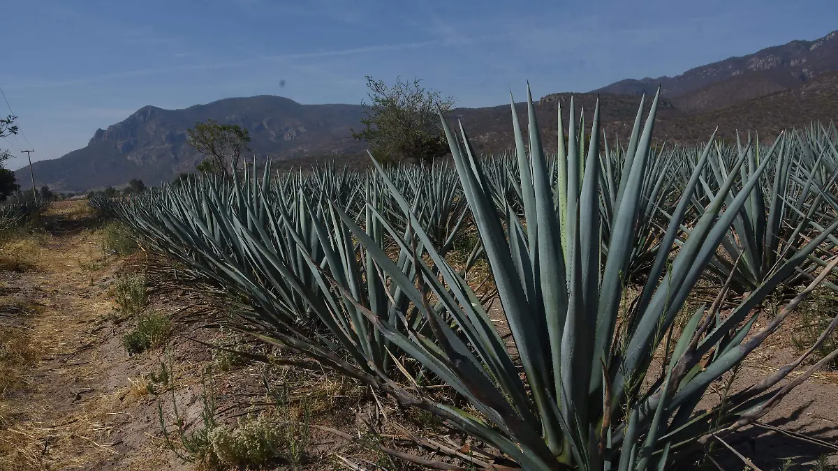 Guanajuato produce