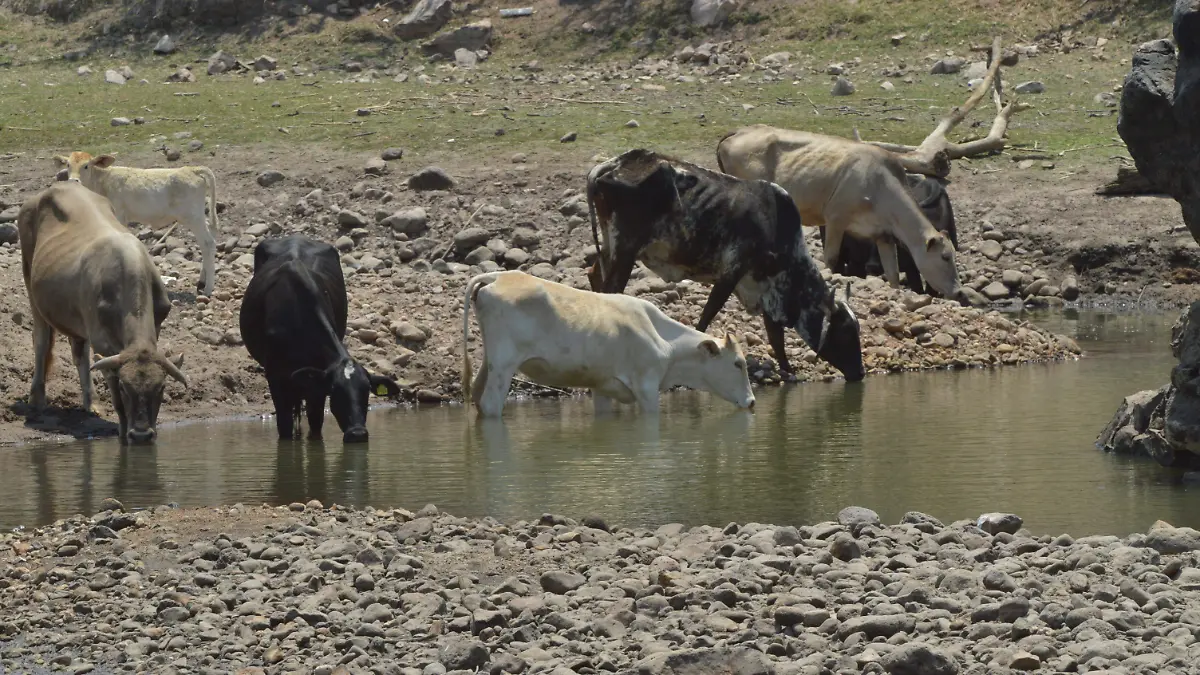 Hay-otras-presas-3-okokok