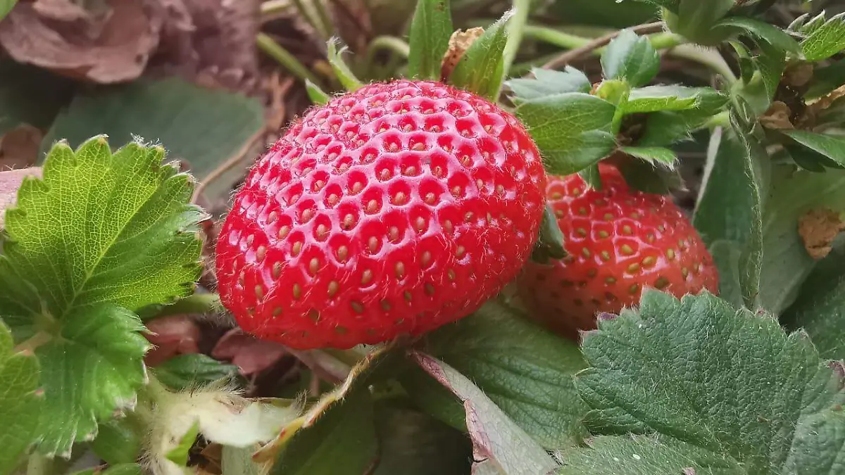 La-neopestaloptiosis 