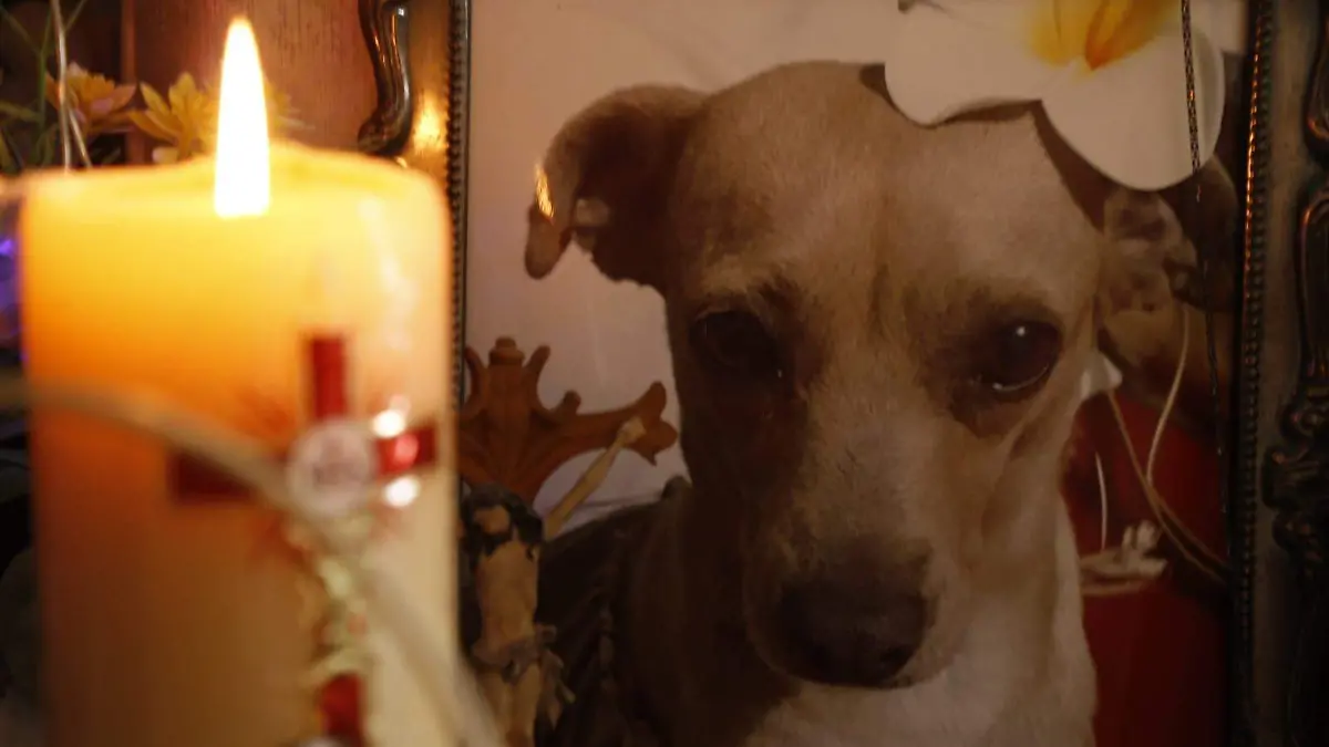 Rosario Horta- mascotas (1)