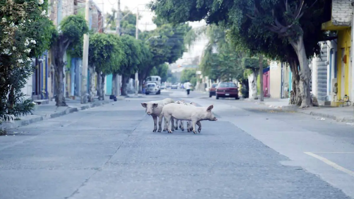 Foto_ José Luis Moreno - PUERQUITOS 