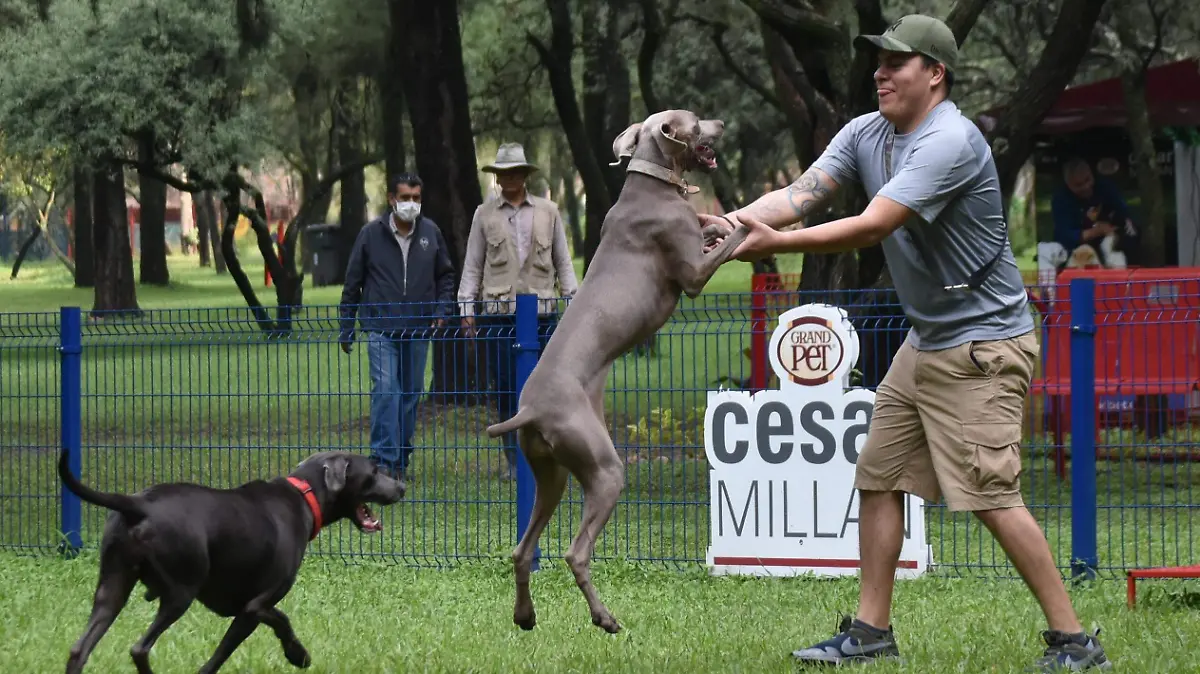 E.CAMACHO - MASCOTAS 4