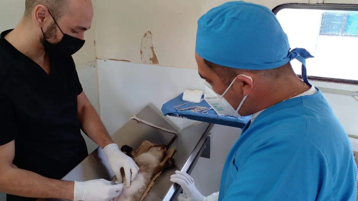 E.CAMACHO - ESTERILIZACIÓN DE MASCOTAS 2