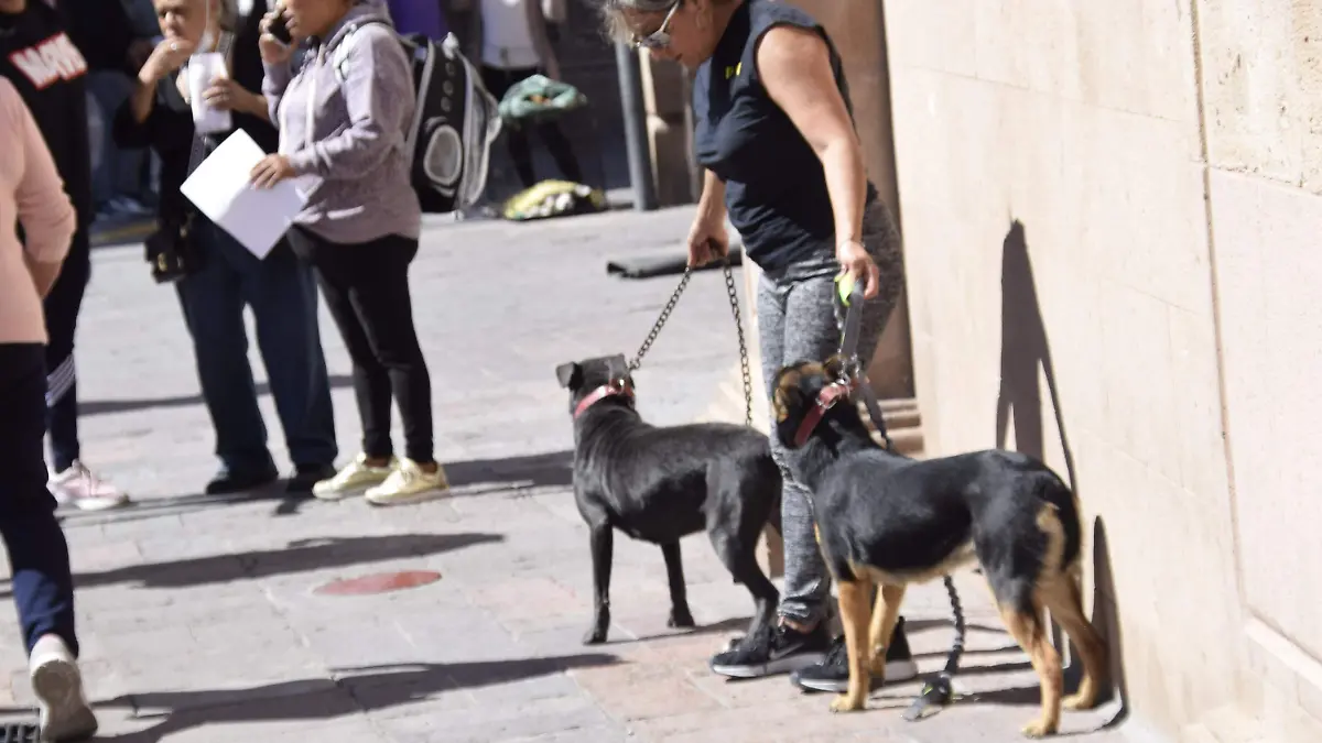 F CARMONA MASCOTAS (2)