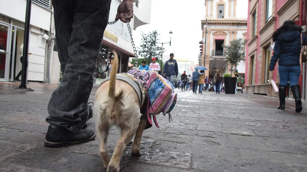 mascotas carmona (1)