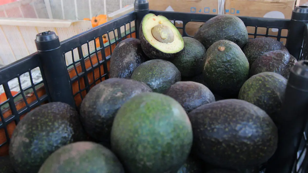 AGUACATE (4)
