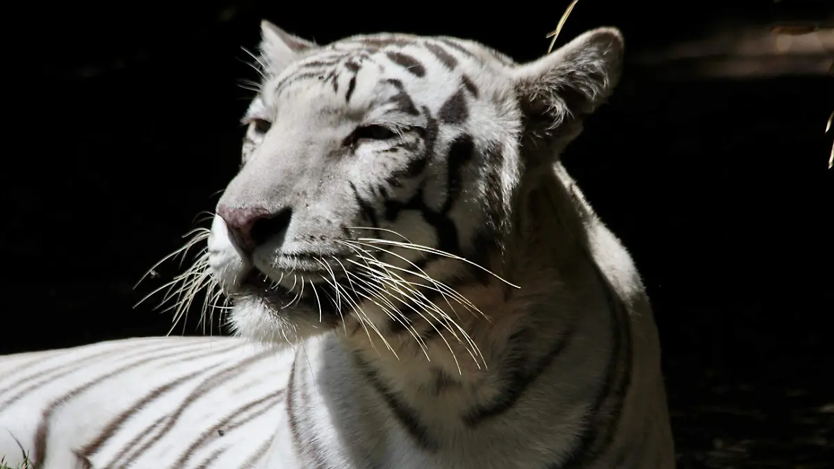 FCO MEZA - TIGRE (4)