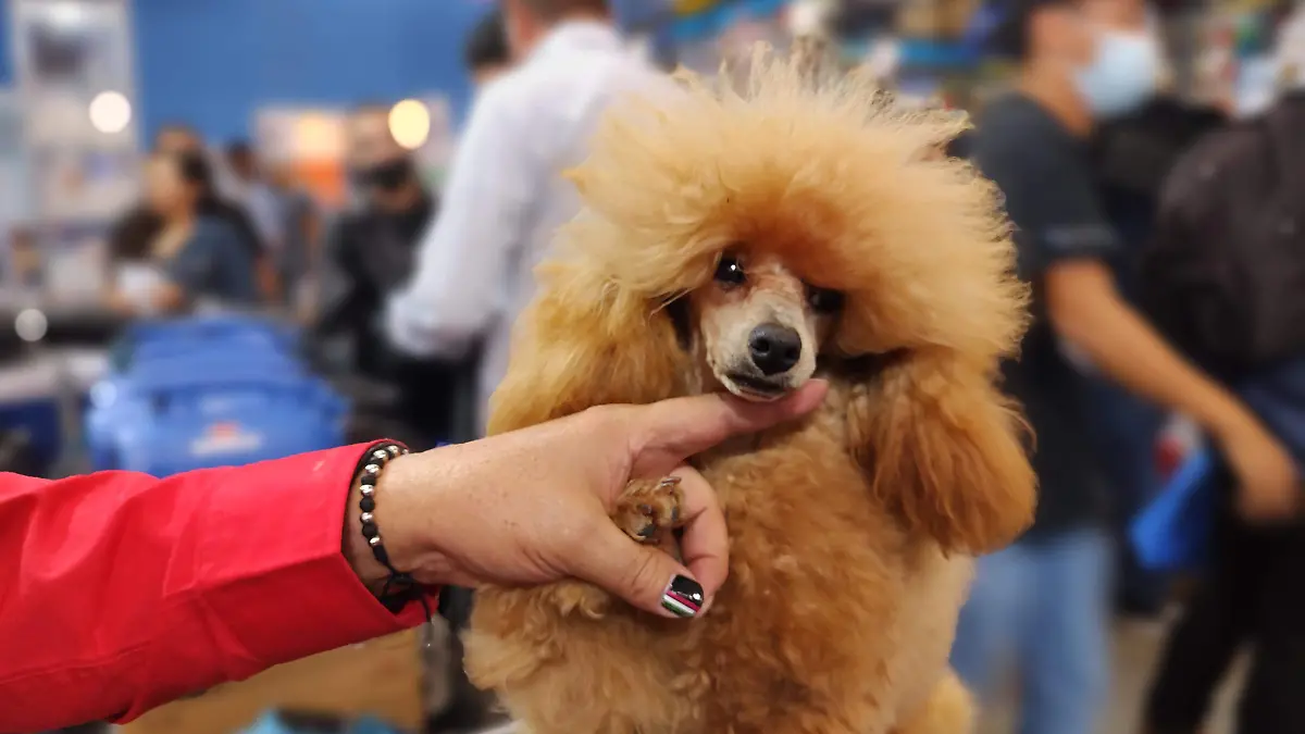 PERROS - El Sol de León (1)