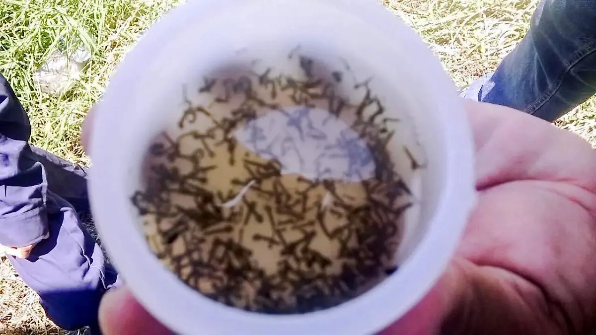 Campaña-contra-el-dengue