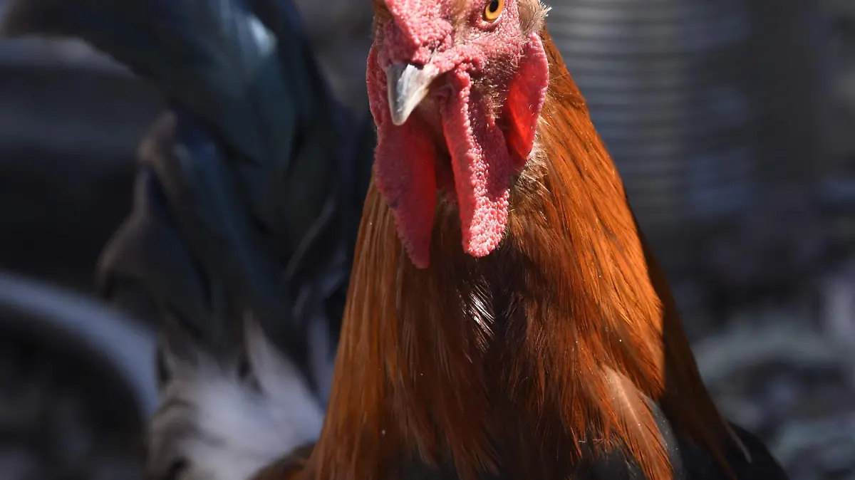 Monitorean producción