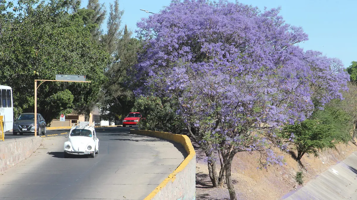 FCO MEZA - JACARANDAS (1)