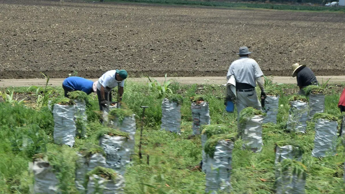 TIERRAS - Fco Carmona - El Sol de Leon (3)