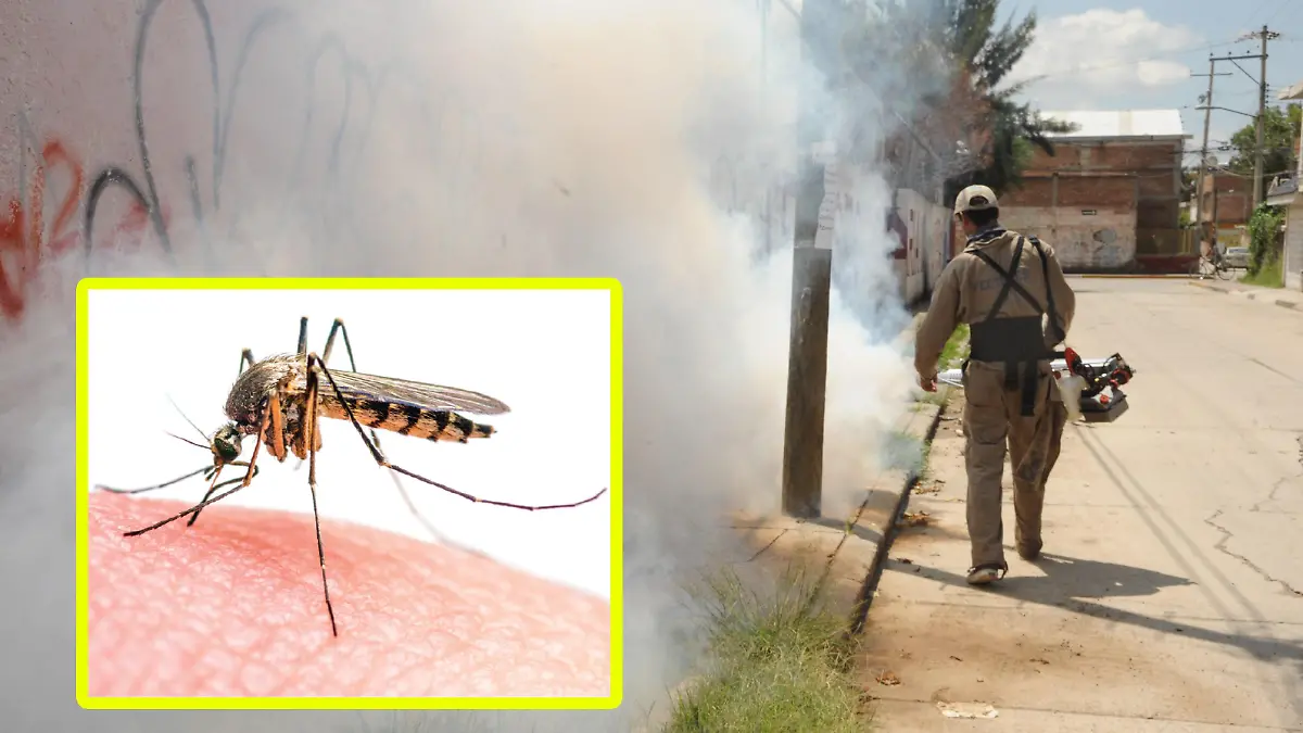 DENGUE (4)