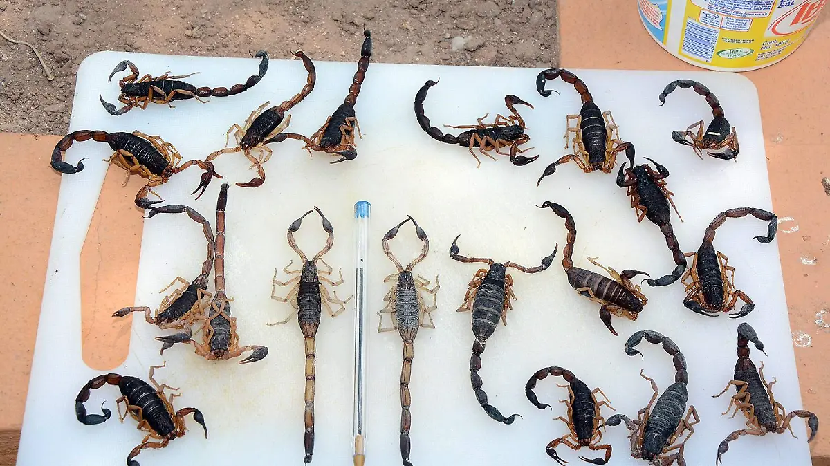 ALACRANES (1)