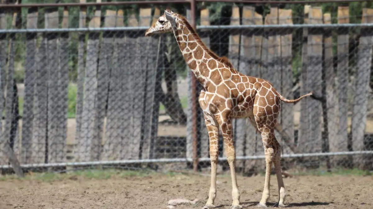 WhatsApp Image 2021-06-16 at 2.20.09 PM (1)