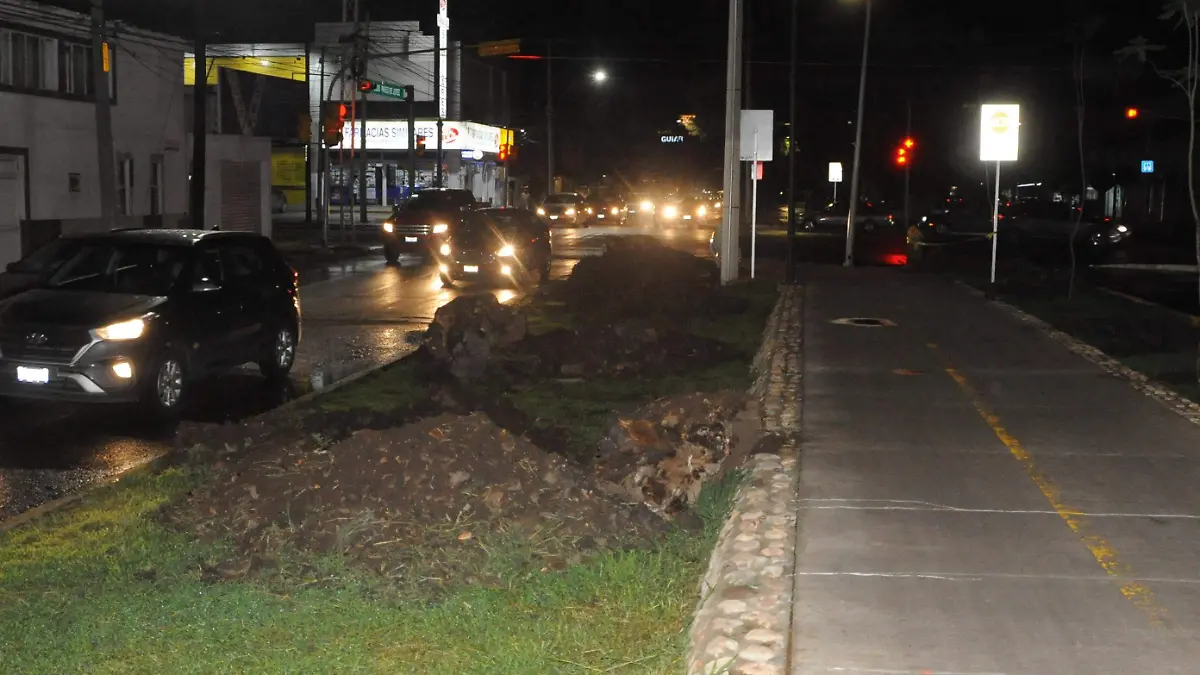 arboles fotos ricardo s. ortiz (3)