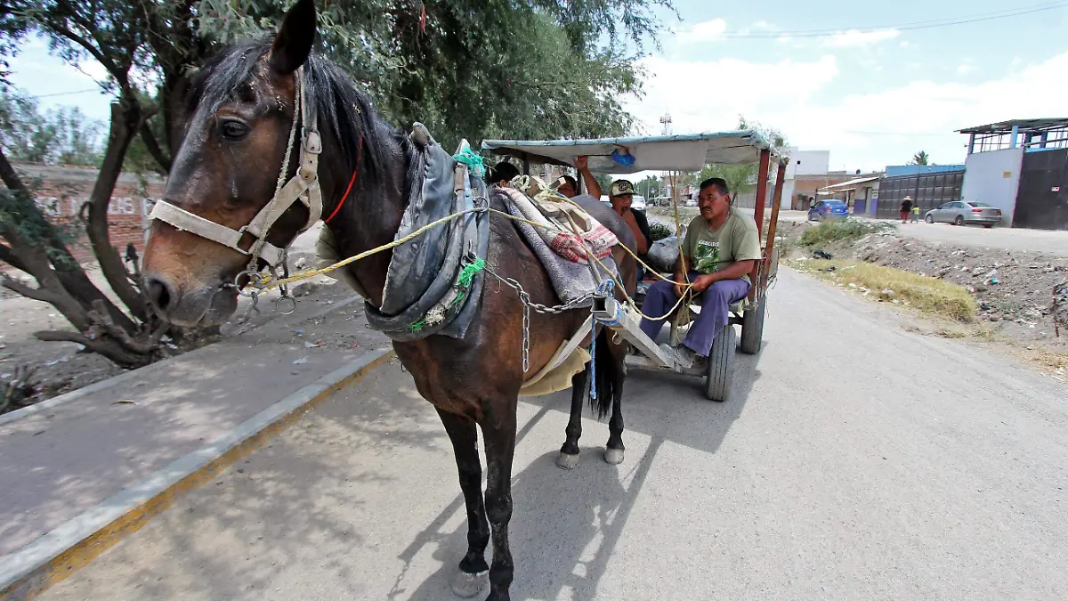 FCO MEZA - CARRETAS (3)
