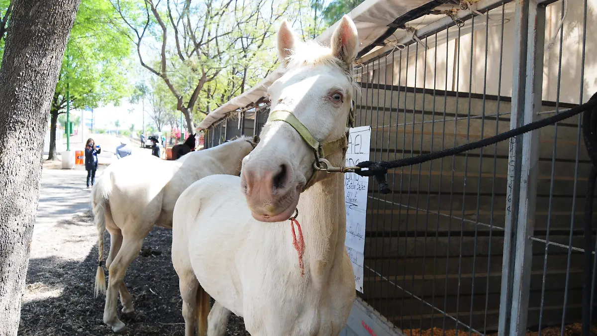 E.CAMACHO - CABALLOS 5