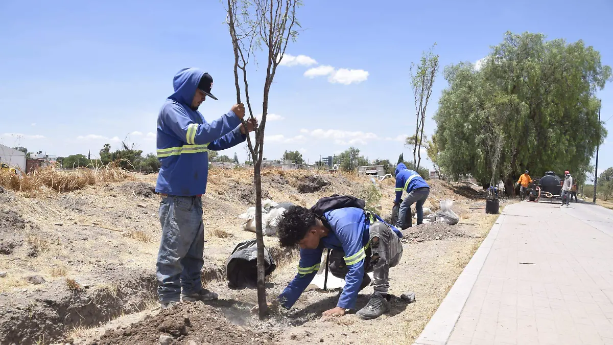 f carmona reforestacion (5)