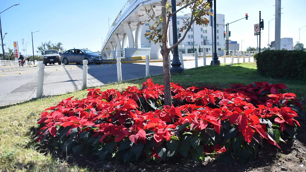 F CARMONA NOCHES BUENAS (6)