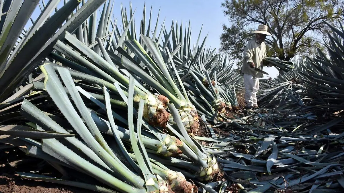 Producción de agave