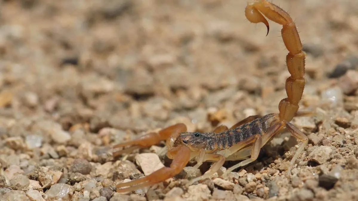 ALACRANES (1)