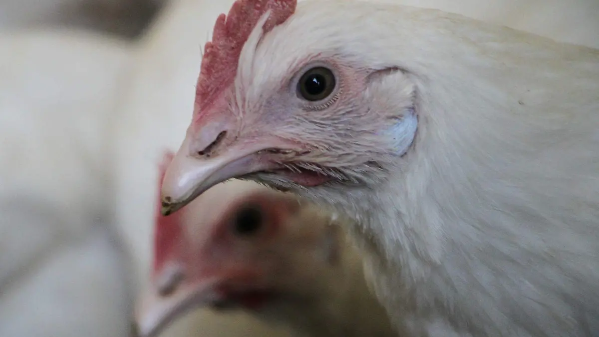 CORTESIA CUARTOSCURO - GRIPE AVIAR (1)