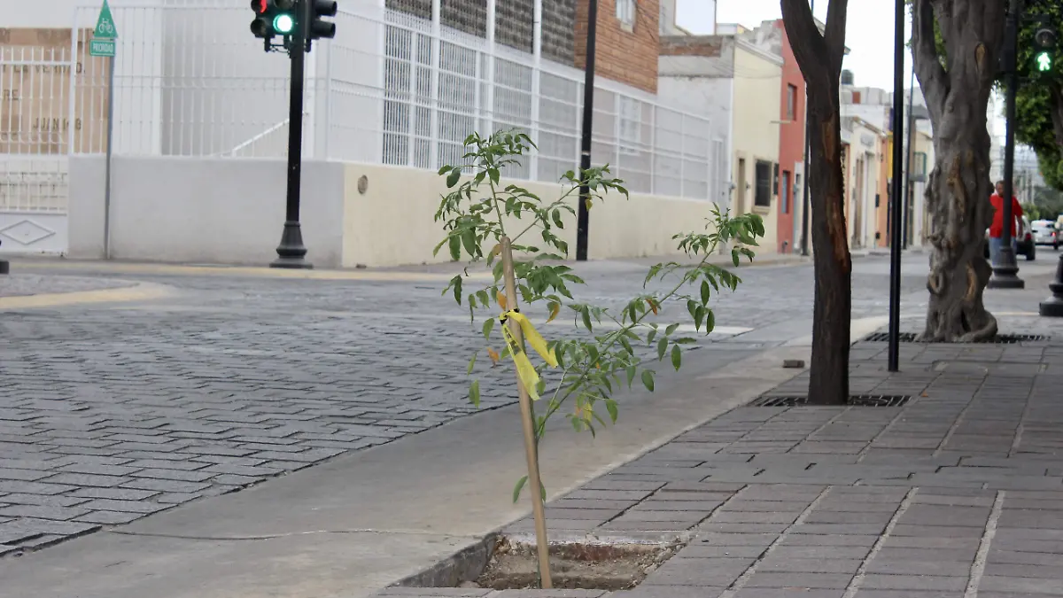 ÁRBOLES _ GUSTAVO CARREÓN  (1)