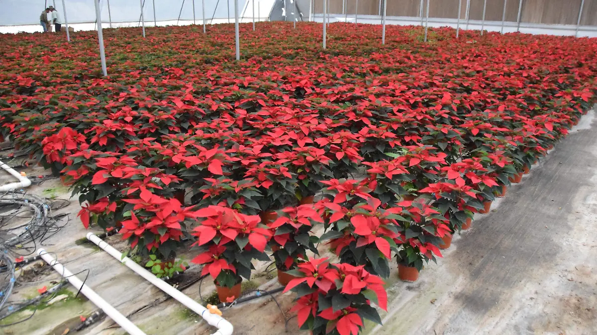 f carmona noches buenas (2)