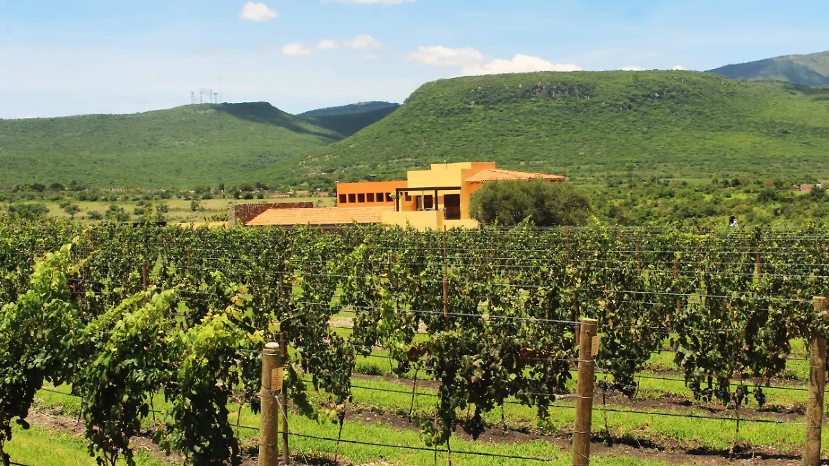 viñedos san miguel (1)