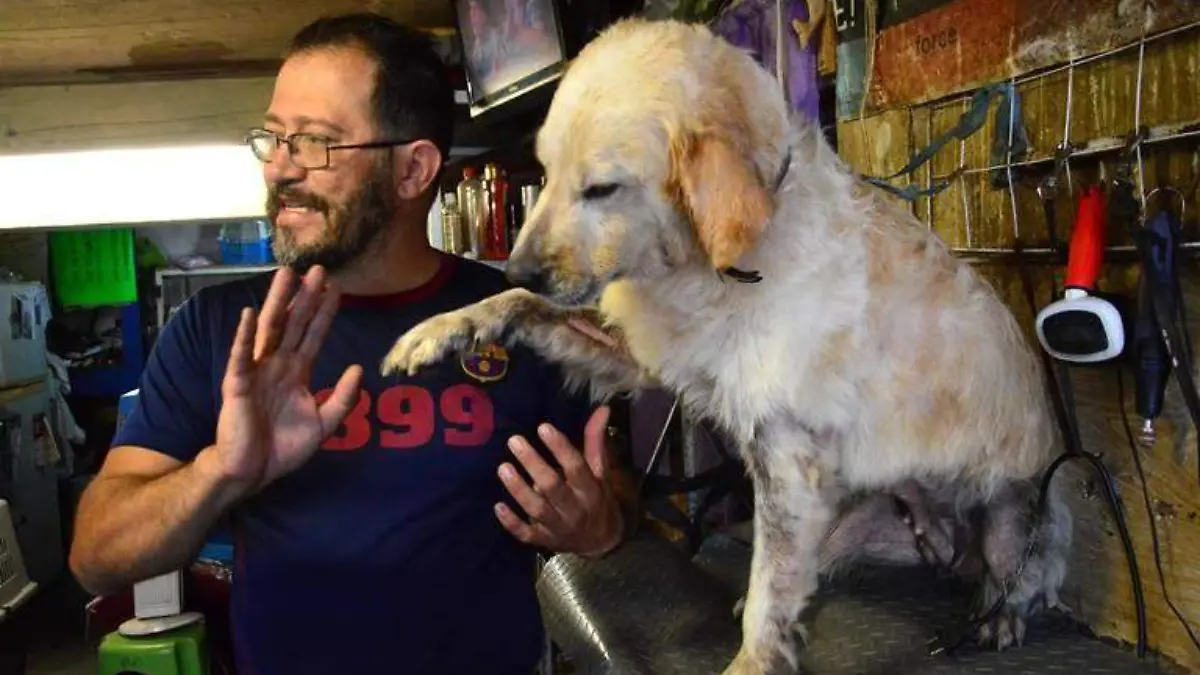 Debe ser castigado quien maltrate a los animales