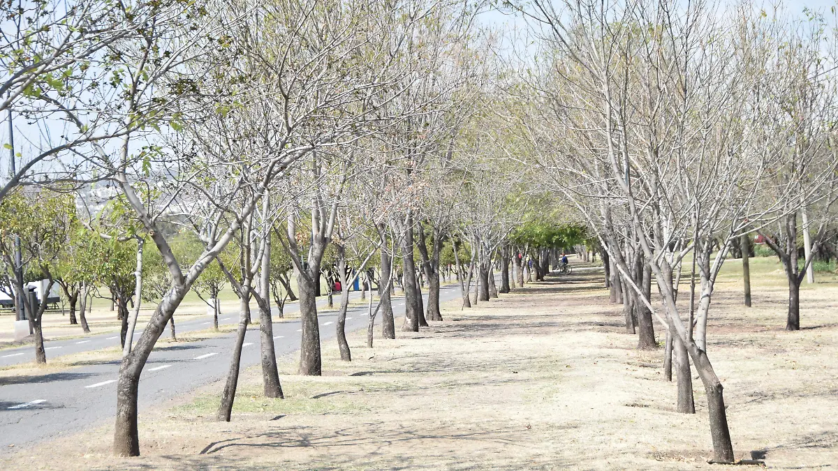 f carmona metropolitano (11)