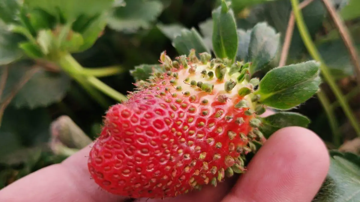 A-68-países-del-mundo-1-okokok