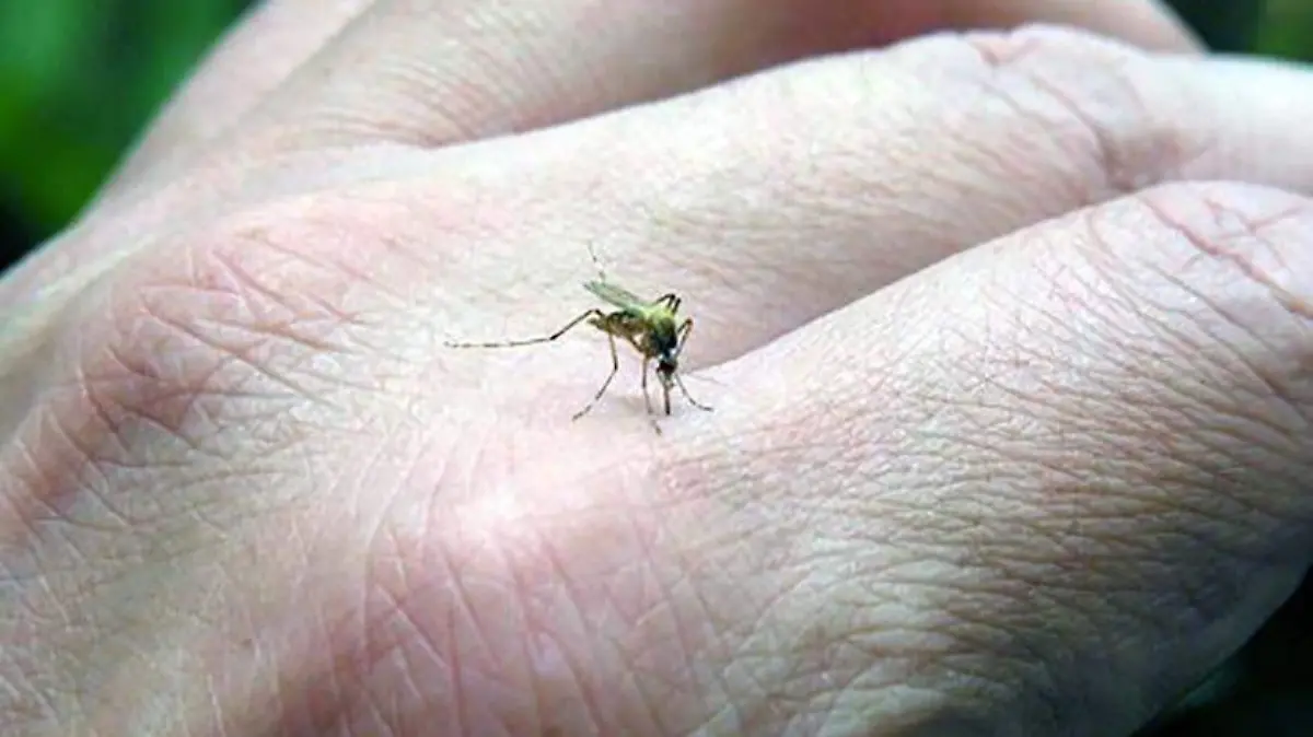 Así-te-puedes-proteger-del-dengue (4)