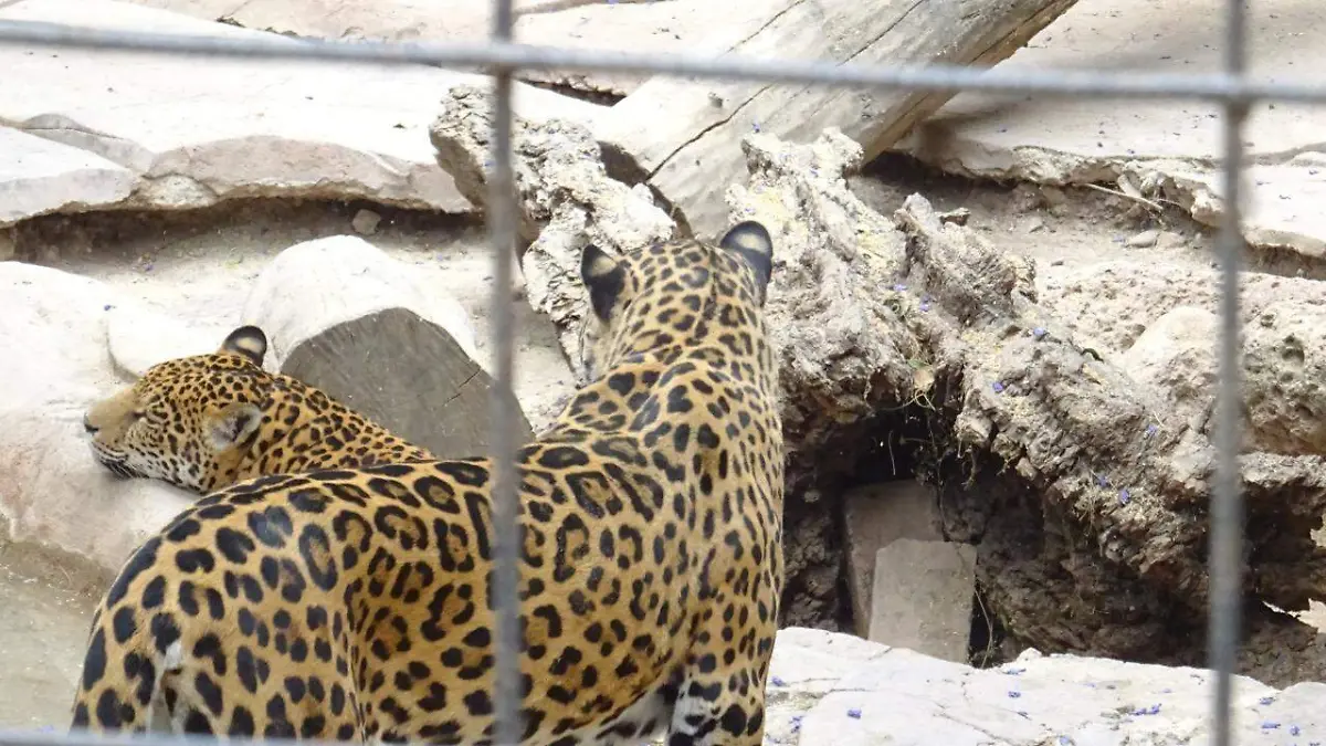 WhatsApp Image 2022-08-17 at 4.44.12 PM