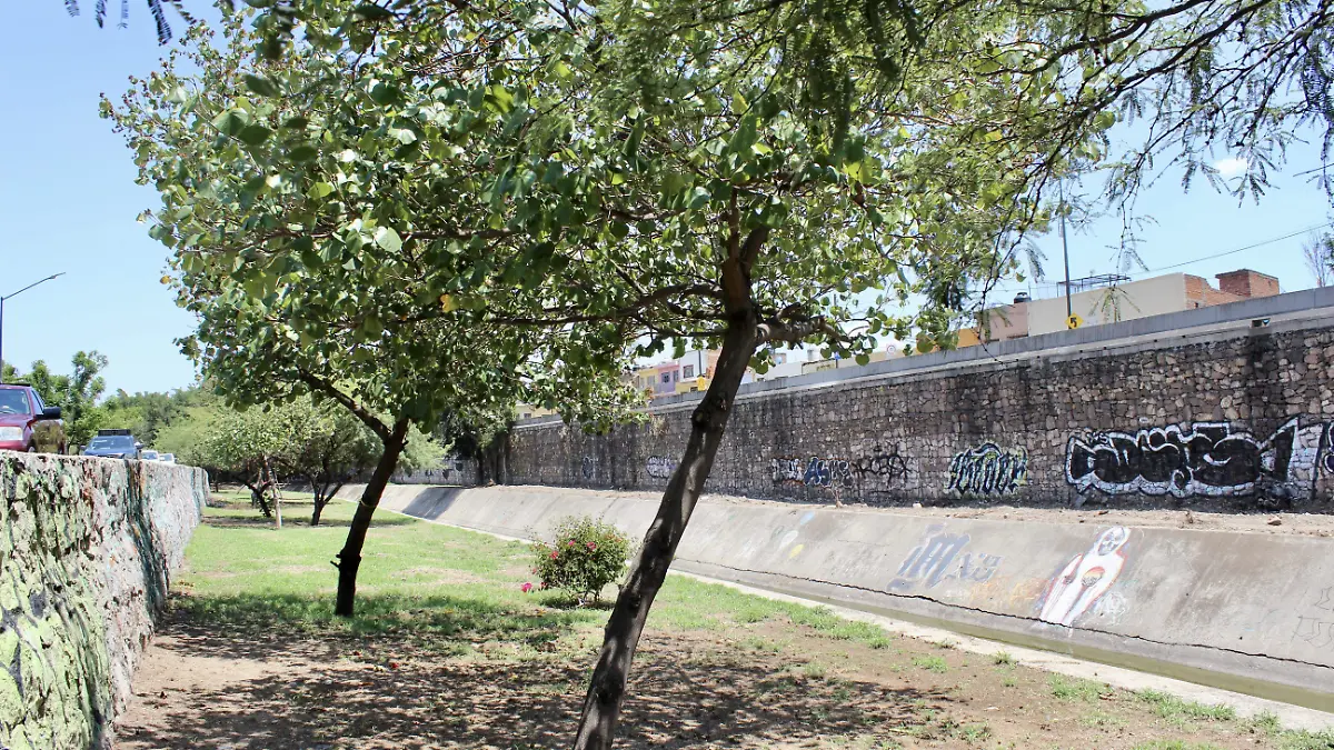 Reforestación _ GUSTAVO CARREÓN 