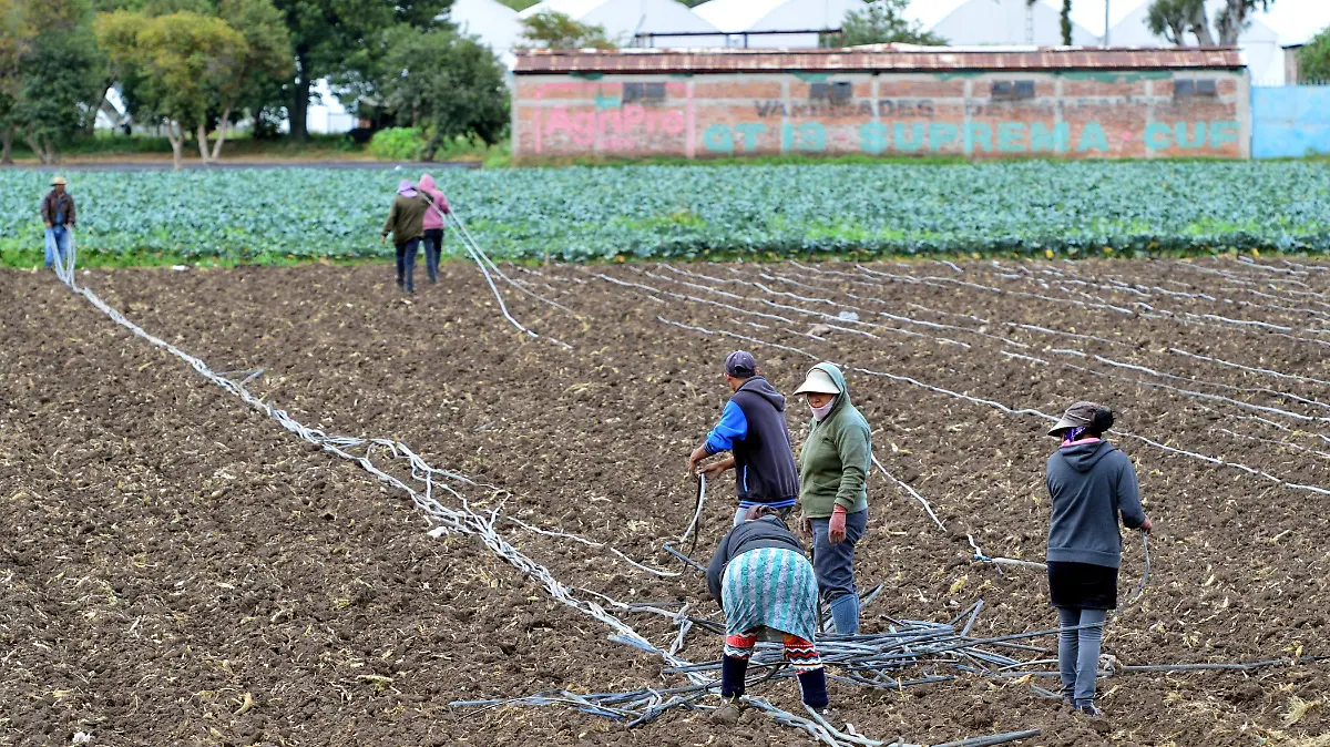 Buscan-apoyar-los-cultivos