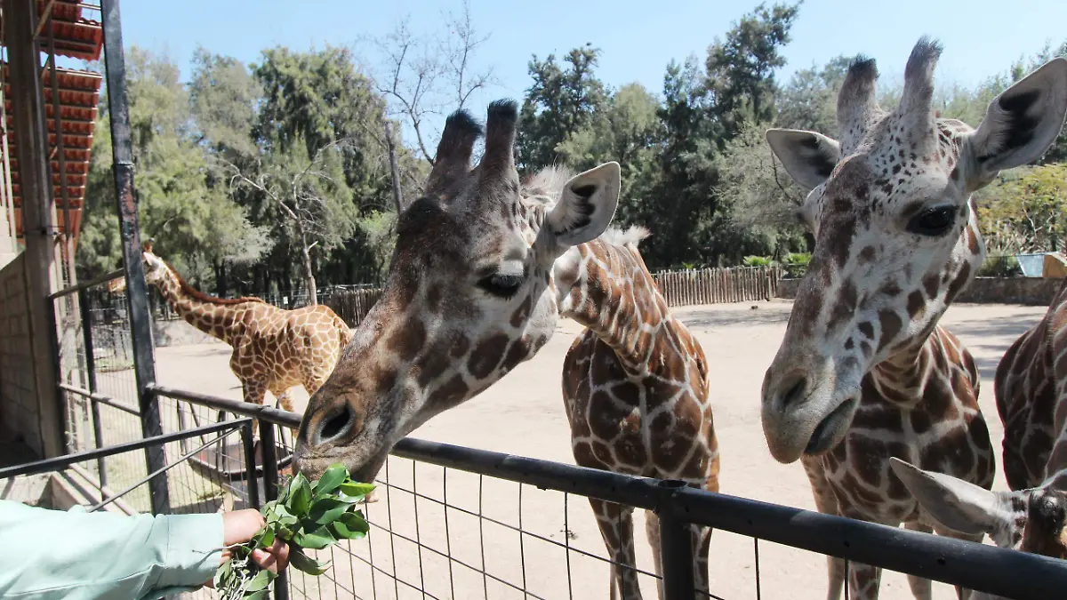 Historia-del-Zoológico-de-León4